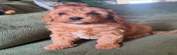 Cavapoochon dogs for sale: Cavapoochons ready for reserve 💕  - Advert 10