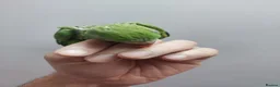 Conures birds for sale: Hnd reared tame conure indian ringnck and budgies  - Advert 10
