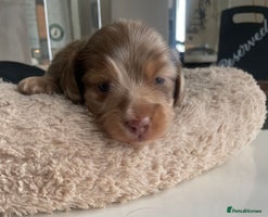 Miniature Dachshund dogs Kc reg choclate & tan dapple mini male dachshund - Advert 2