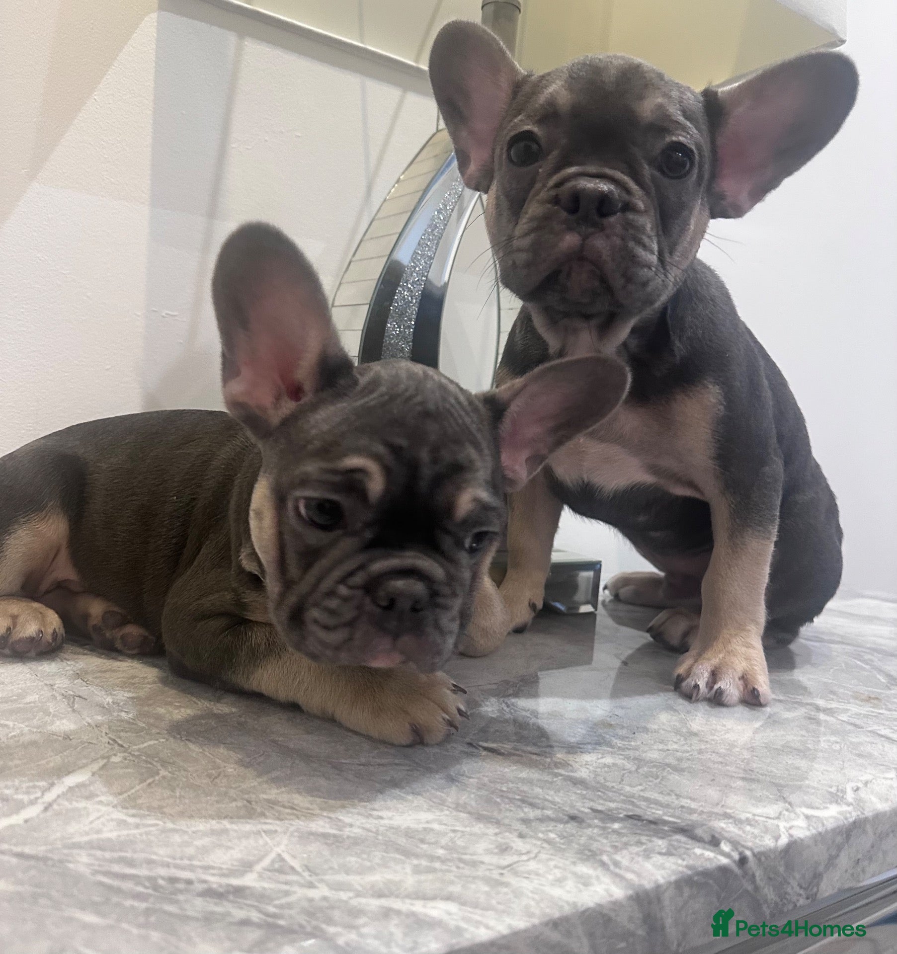 French Bulldog dogs French bulldog puppies 2 Boys Left - Advert 10