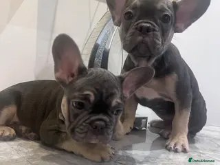 French Bulldog dogs French bulldog puppies 2 Boys Left - Advert 10