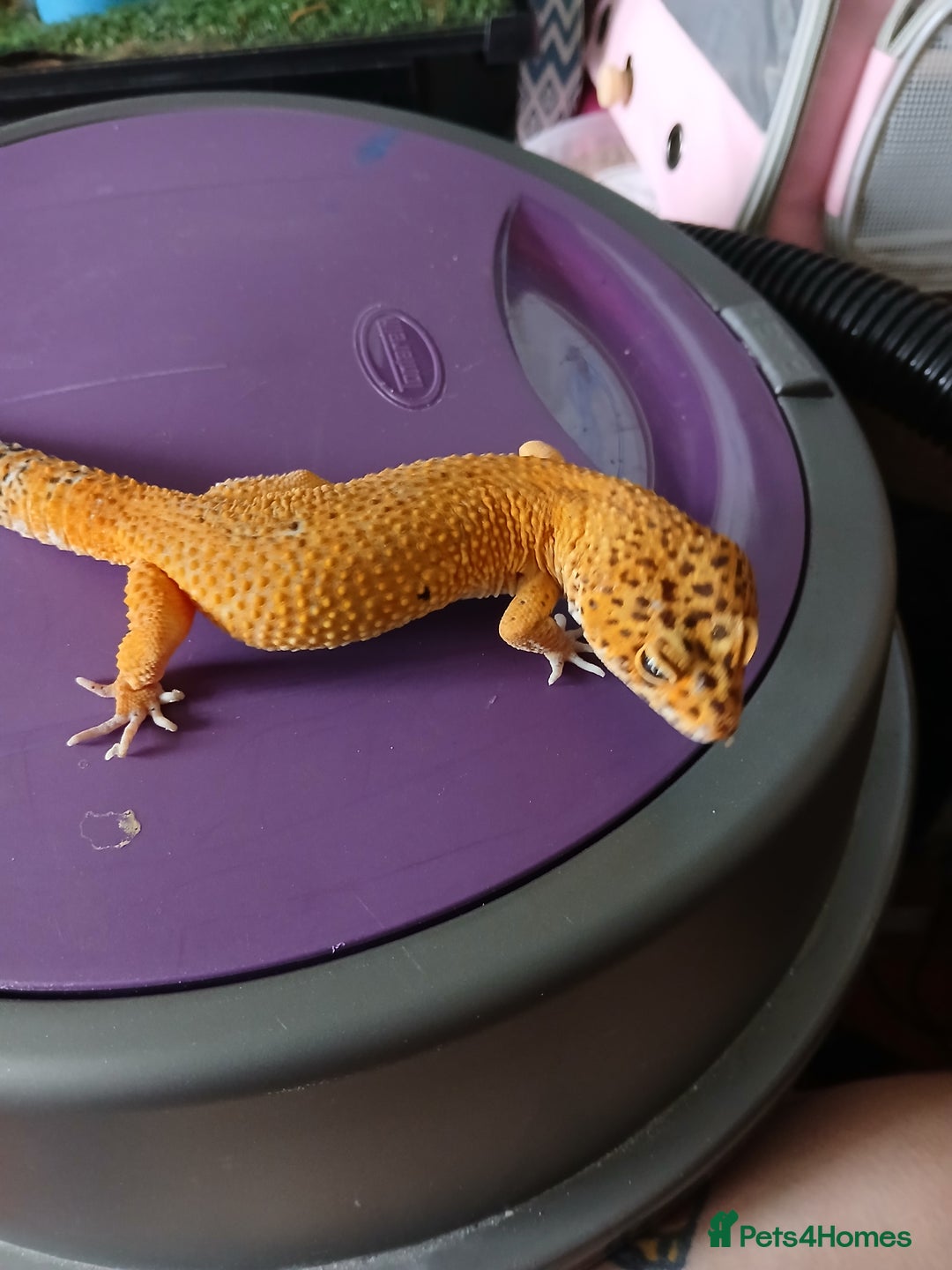Leopard Gecko reptiles for sale: Baby's leopard geckos  in Rochester - Image 24