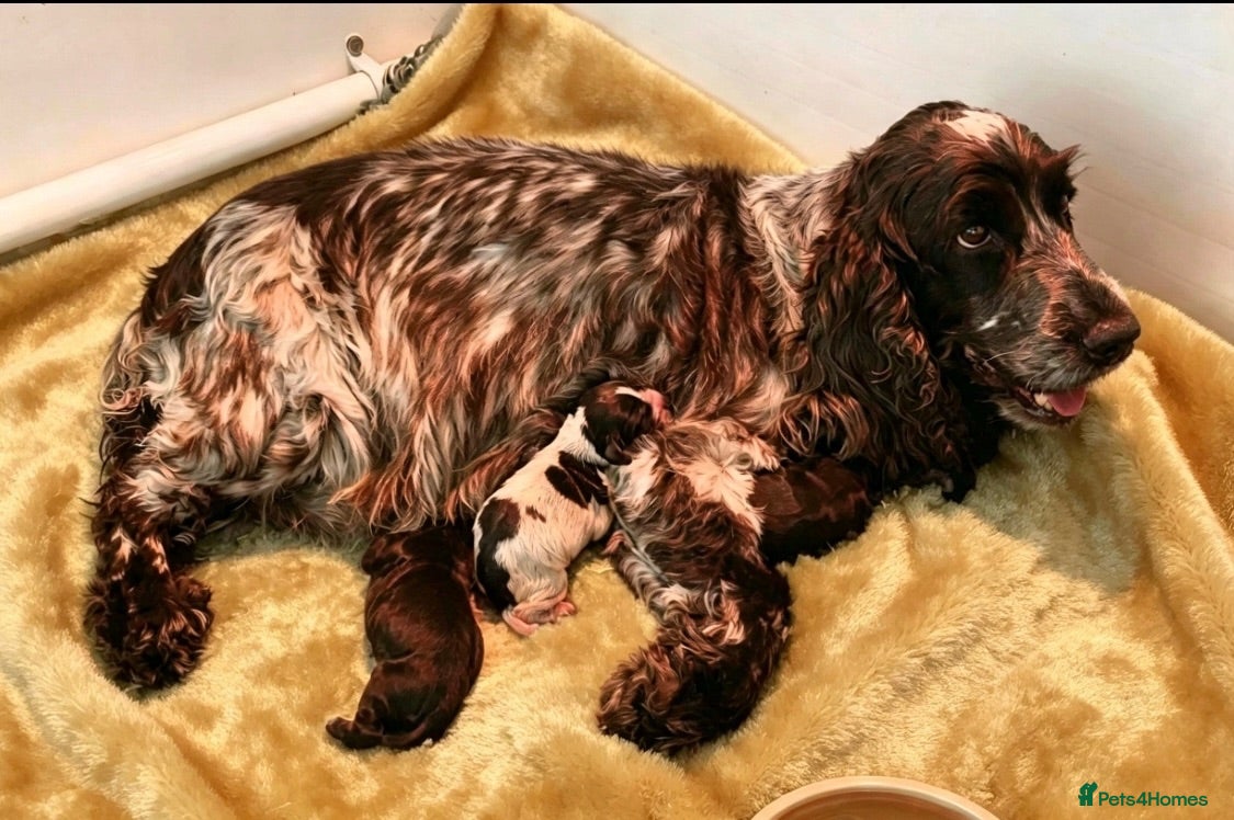 Cocker Spaniel dogs Pedigree Show Cockers - Advert 2