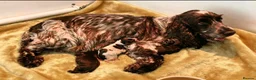 Cocker Spaniel dogs for sale: Pedigree Show Cockers - Advert 2