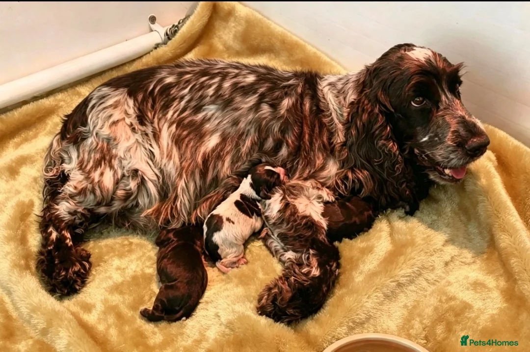 Cocker Spaniel dogs for sale: Pedigree Show Cockers - Advert 2