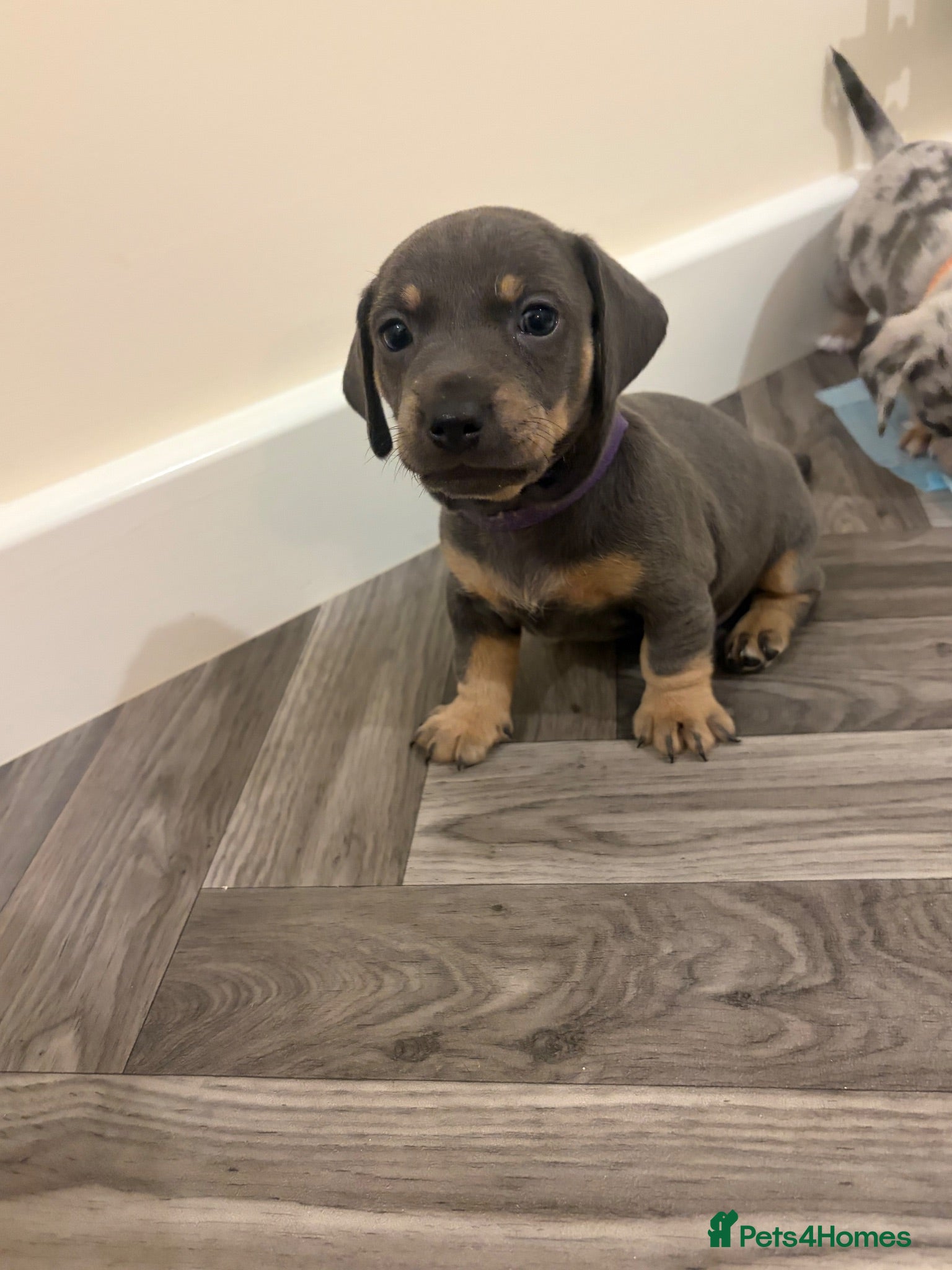 Jackshund dogs Adorable jackhaund puppies - Advert 2