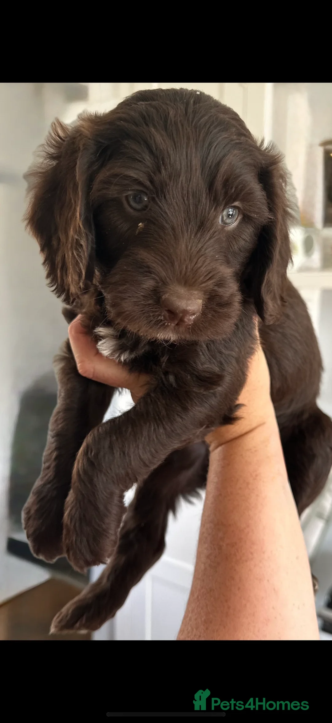 Miniature Poodle dogs for stud: Miniture poodle stud  in Marlborough - Advert 6