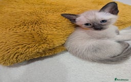 Siamese cats for sale: Your Heart Will Melt! Amazing Siamese Kittens! - Image 4
