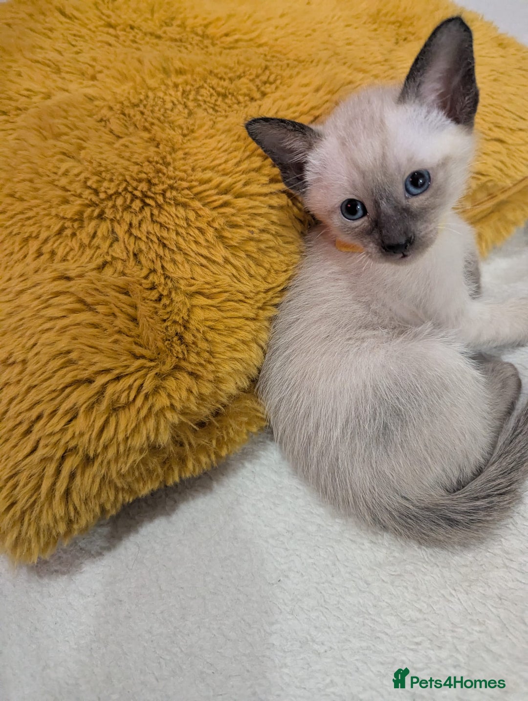 Siamese cats for sale: Your Heart Will Melt! Amazing Siamese Kittens! - Image 4