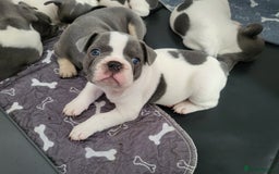 French Bulldog dogs for sale: KC Registered Frenchies ONLY 3 LEFT - Image 11