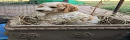 Goldendoodle dogs for sale: 🐾 Beautiful Standard Goldendoodle Puppies 🐾 - Advert 15