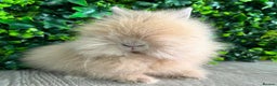 Lionhead rabbits for sale: BEAUTIFUL BABY LIONHEAD BUNNIES  - Advert 14