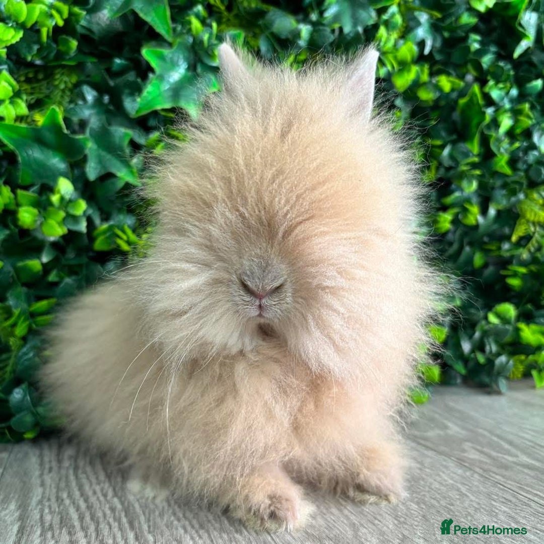 Lionhead rabbits for sale: BEAUTIFUL BABY LIONHEAD BUNNIES  - Advert 14