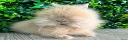 Lionhead rabbits for sale: BEAUTIFUL FRIENDLY BABY LIONHEAD BUNNIES  - Advert 23