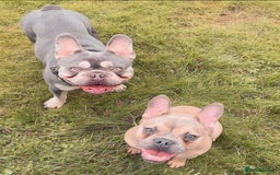 French Bulldog dogs for sale: Frenchie Narla  - Image 5