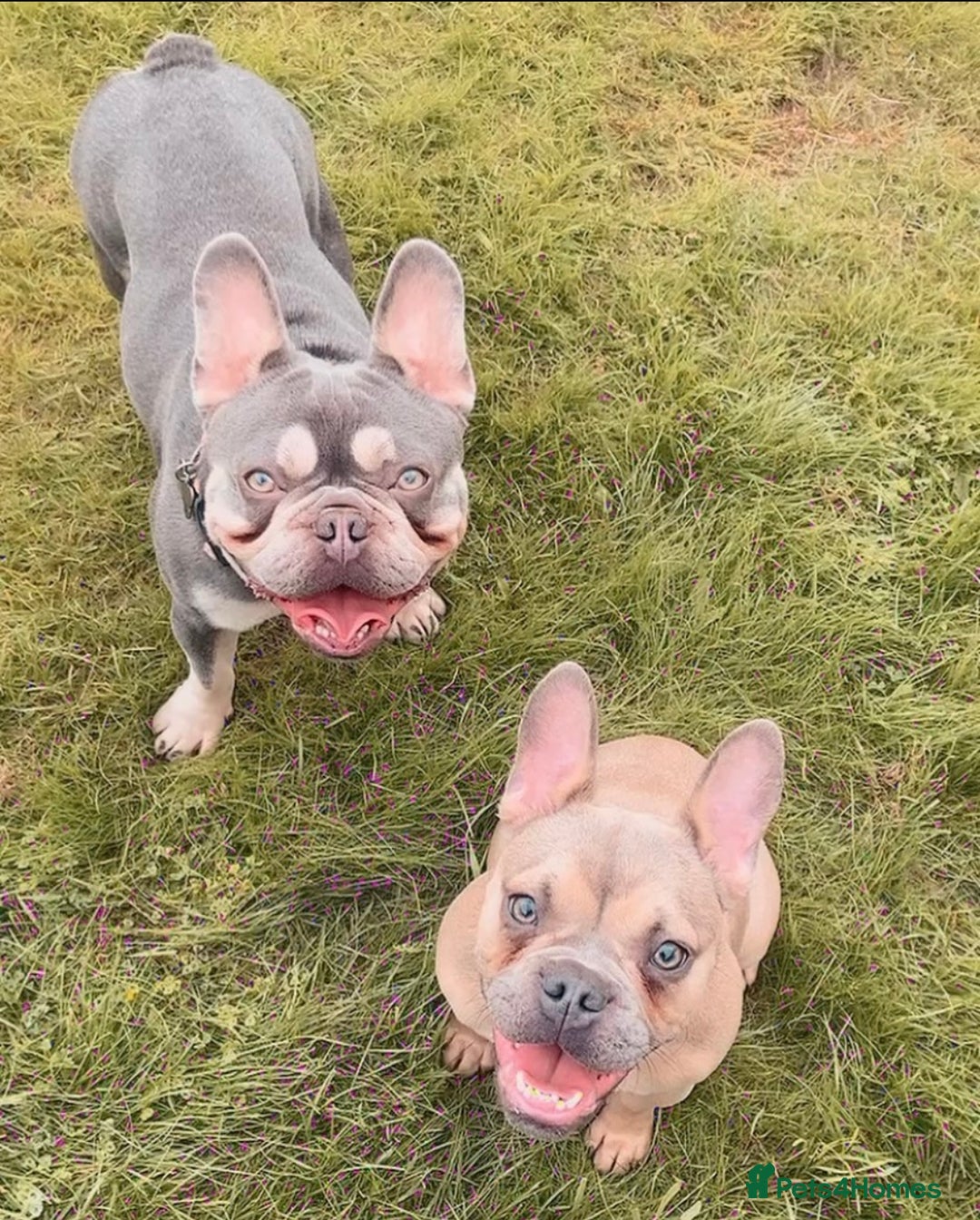 French Bulldog dogs for sale: Frenchie Narla  - Image 5