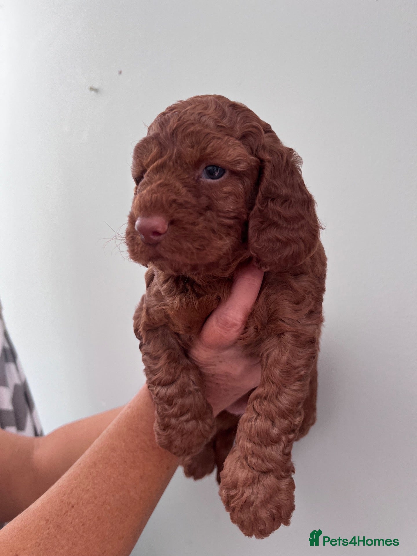 Cockapoo dogs LAST F1B COCKAPOO - Advert 1