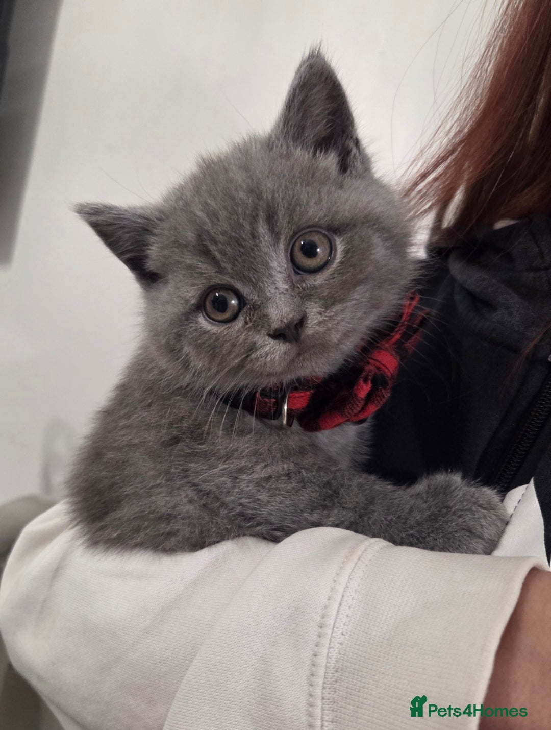 British Shorthair cats for sale:  Pedigree Blue british shorthair kittens - Advert 12