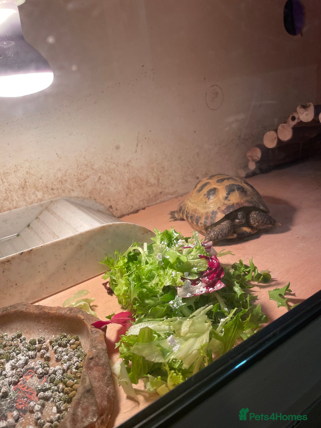 Tortoise reptiles for sale: Russian (Horsfield) Tortoise - Advert 2