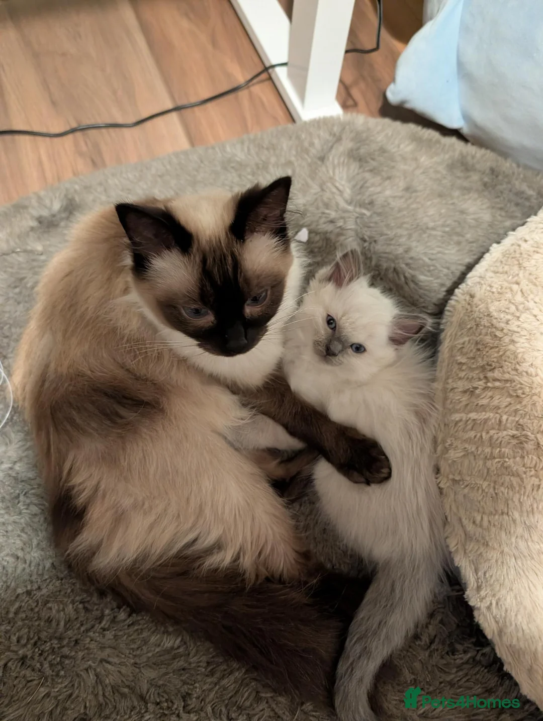 Ragdoll cats for sale: Ragdoll kitten ready now - Advert 2