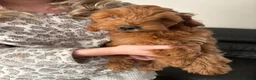 Cockapoo dogs for sale: 7 DEEP RED COCKAPOO’S‼️ - Advert 2