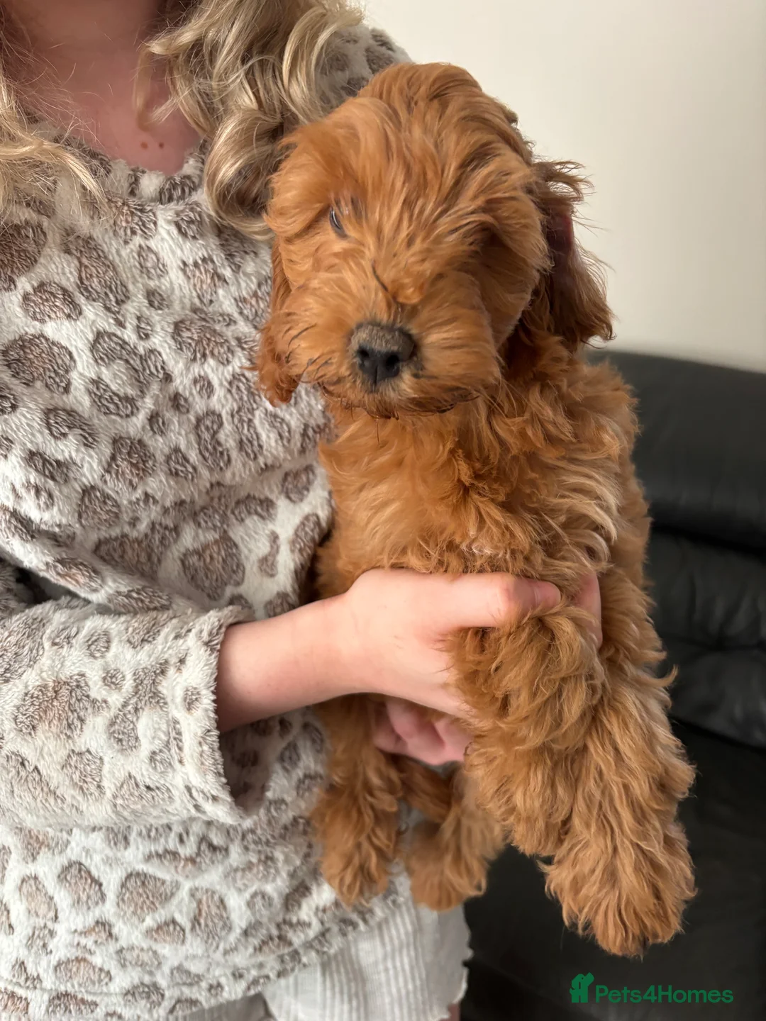 Cockapoo dogs for sale: 7 DEEP RED COCKAPOO’S‼️ - Advert 2