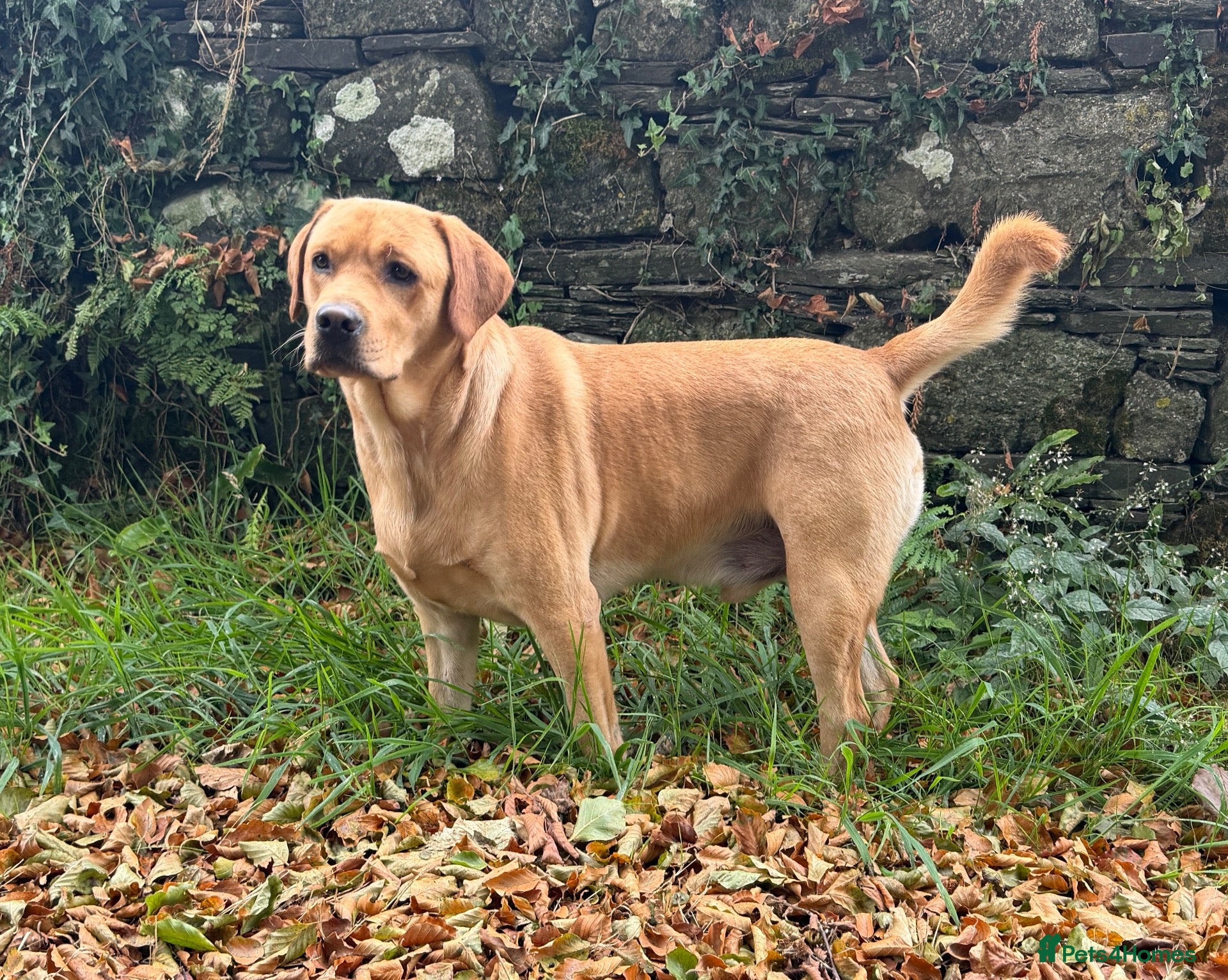 Labrador Retriever dogs Handsome KC Reg Labrador Retriever Adult Male - Advert 2