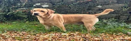 Labrador Retriever dogs for sale: Handsome KC Reg Labrador Retriever Adult Male - Advert 2