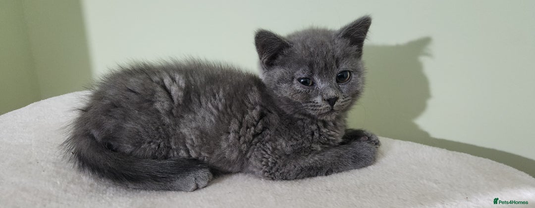 Russian Blue cats for sale: Pure Russian blue kittens  - Image 2