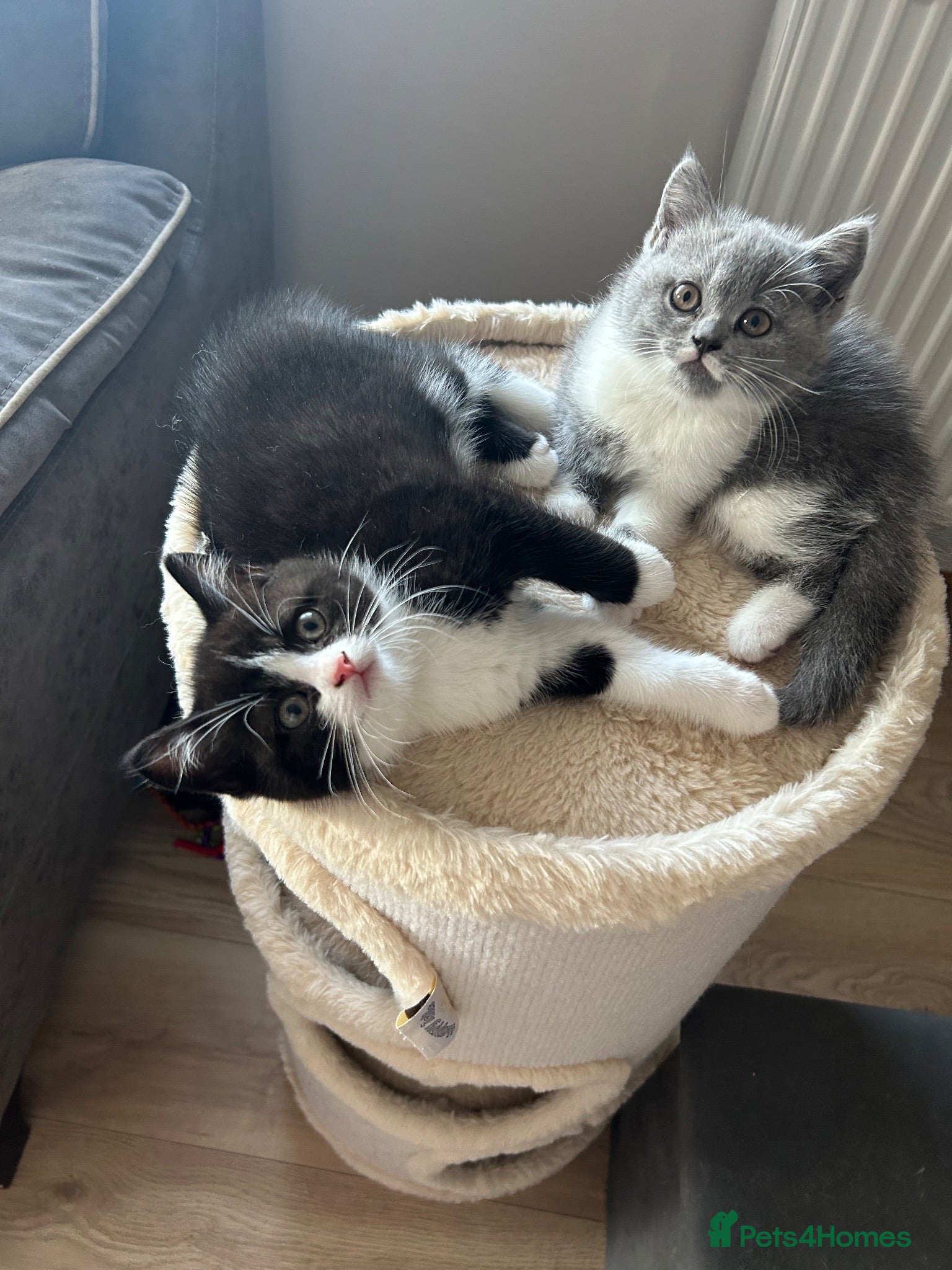 British Shorthair cats 💥READY THIS WEEKEND 💥Cute BSH Kittens  - Advert 1