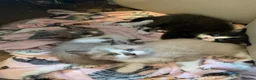 Mixed Breed cats for sale: Half sphynx half British shorthair kittens  in Crawley - Advert 9