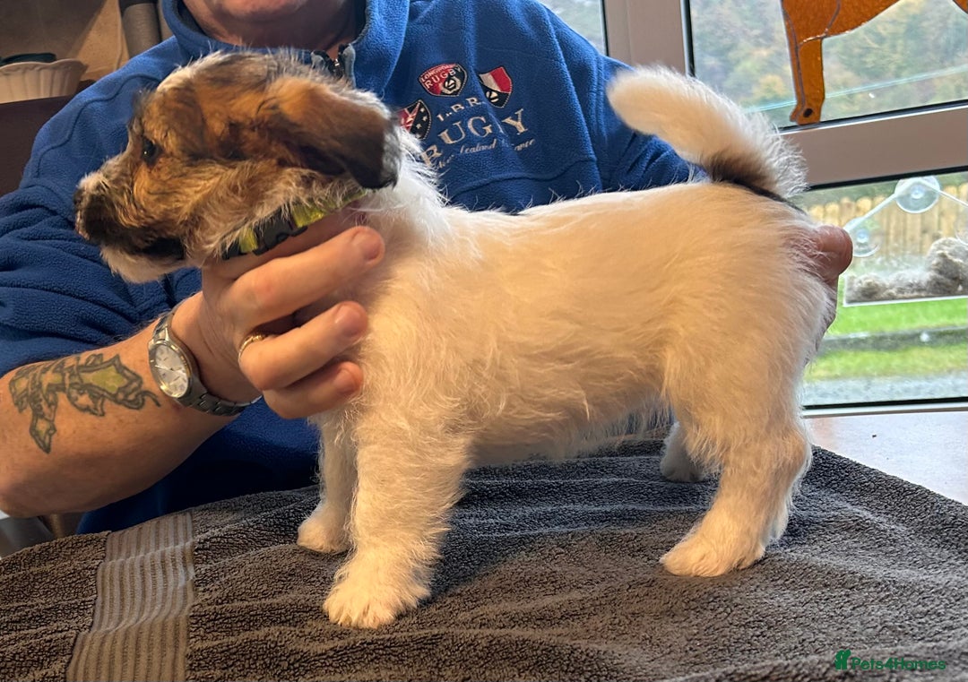 Jack Russell dogs for sale: Pedigree Jack Russell Terriers - Image 22