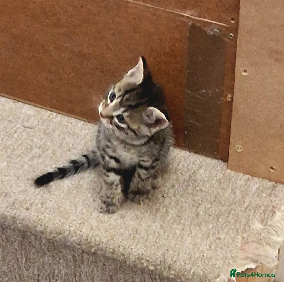 Mixed Breed cats for sale: Kittens 2x Boys and 2x Girls in Thame - Advert 1