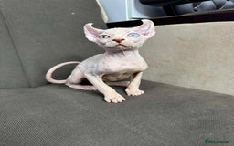 Sphynx cats for sale: Odd eyes bambino ,oddeyes elf shpynx  - Image 7