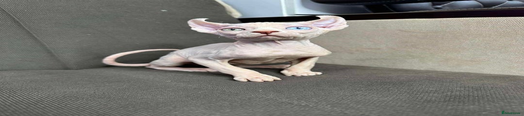 Sphynx Kitten 2