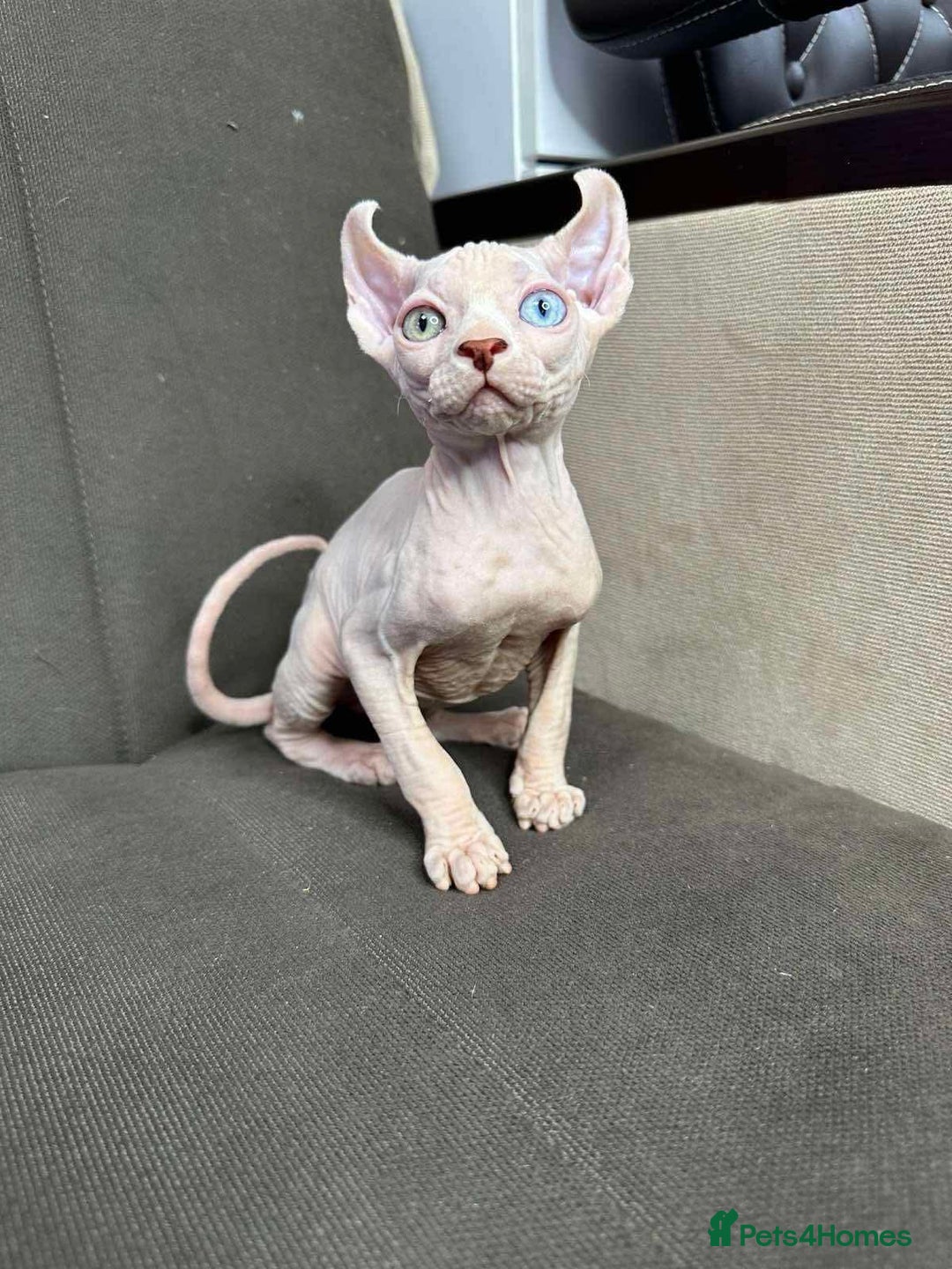 Sphynx cats for sale: Odd eyes bambino ,oddeyes elf shpynx  - Image 7