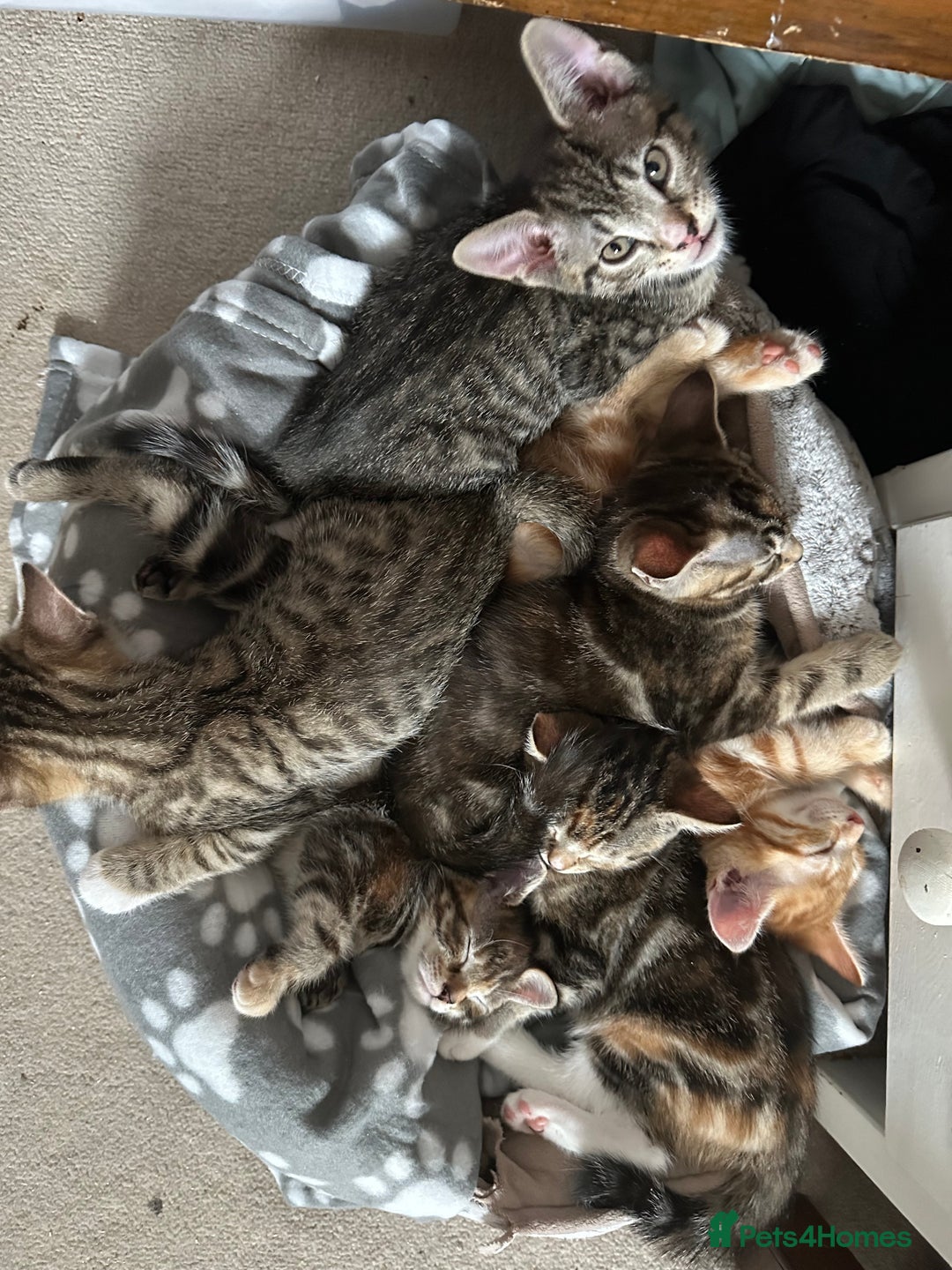 Mixed Breed cats for sale: Beautiful kittens - Image 3
