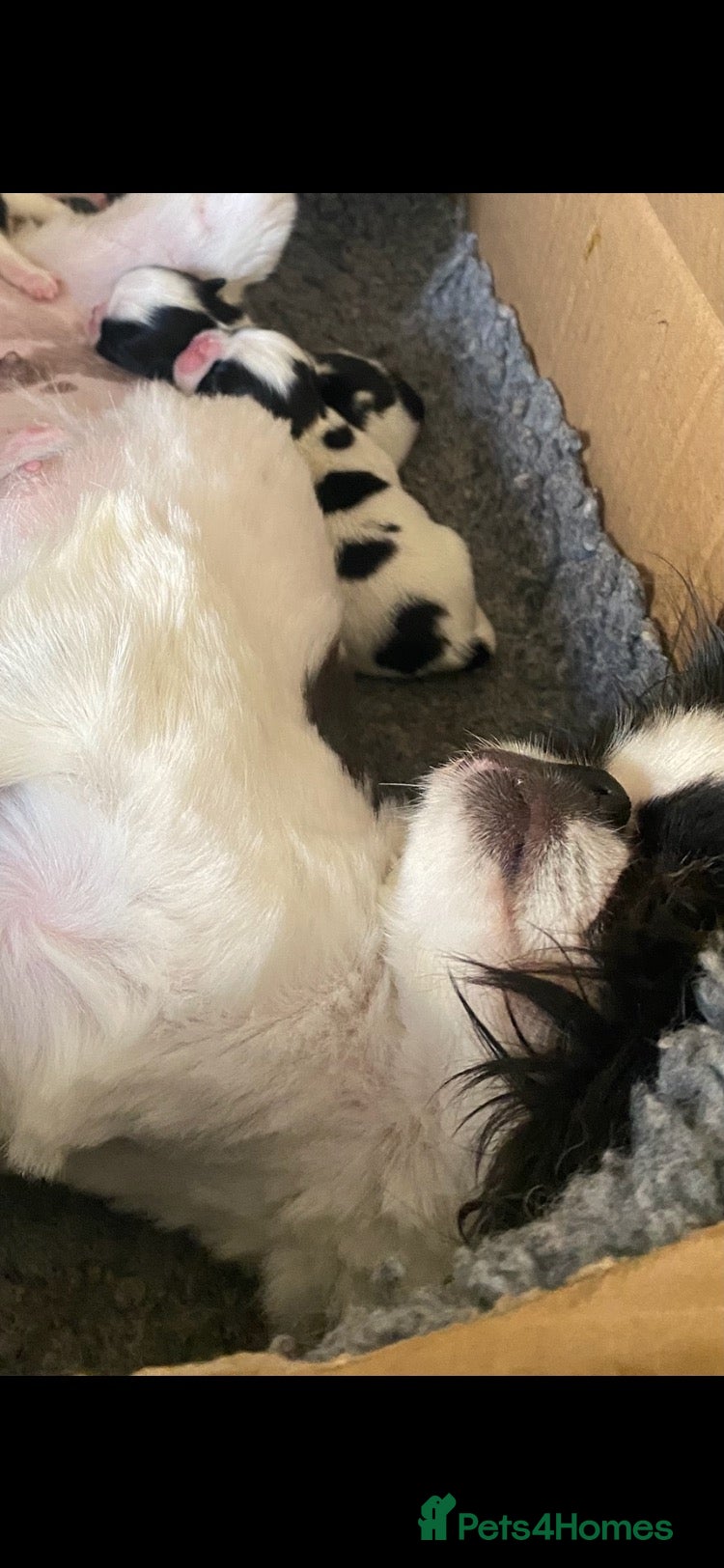 Japanese Chin dogs Stunning Japanese chin puppies  - Advert 2