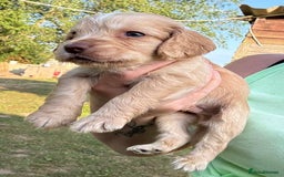 Cocker Spaniel dogs for sale: Show Cocker Spaniels 🐶🐾 in Maidstone - Image 4
