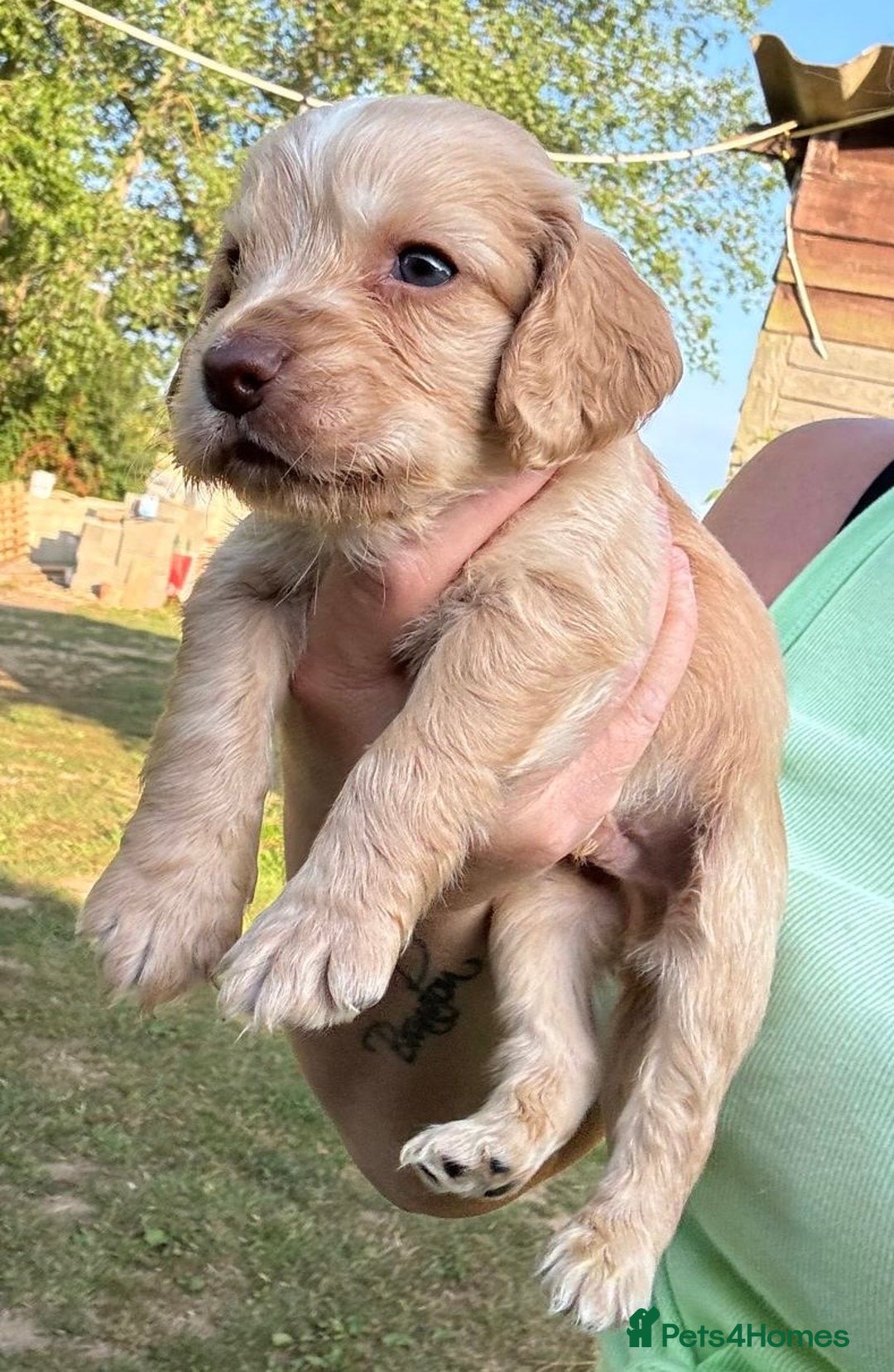 Cocker Spaniel dogs for sale: Show Cocker Spaniels 🐶🐾 in Maidstone - Image 4