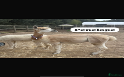 Alpaca livestock for sale: Stunning Breeding Female Alpaca Herd - Image 2