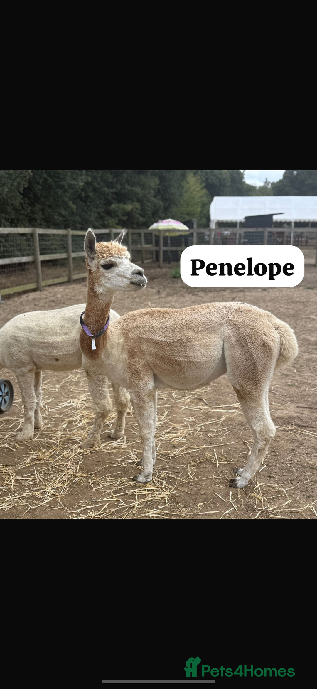 Alpaca livestock for sale: Stunning Breeding Female Alpaca Herd - Image 2