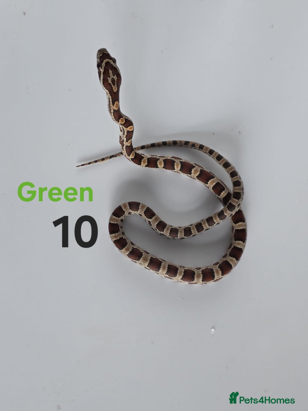 Corn Snake reptiles for sale: Baby Cornsnakes  - Advert 14