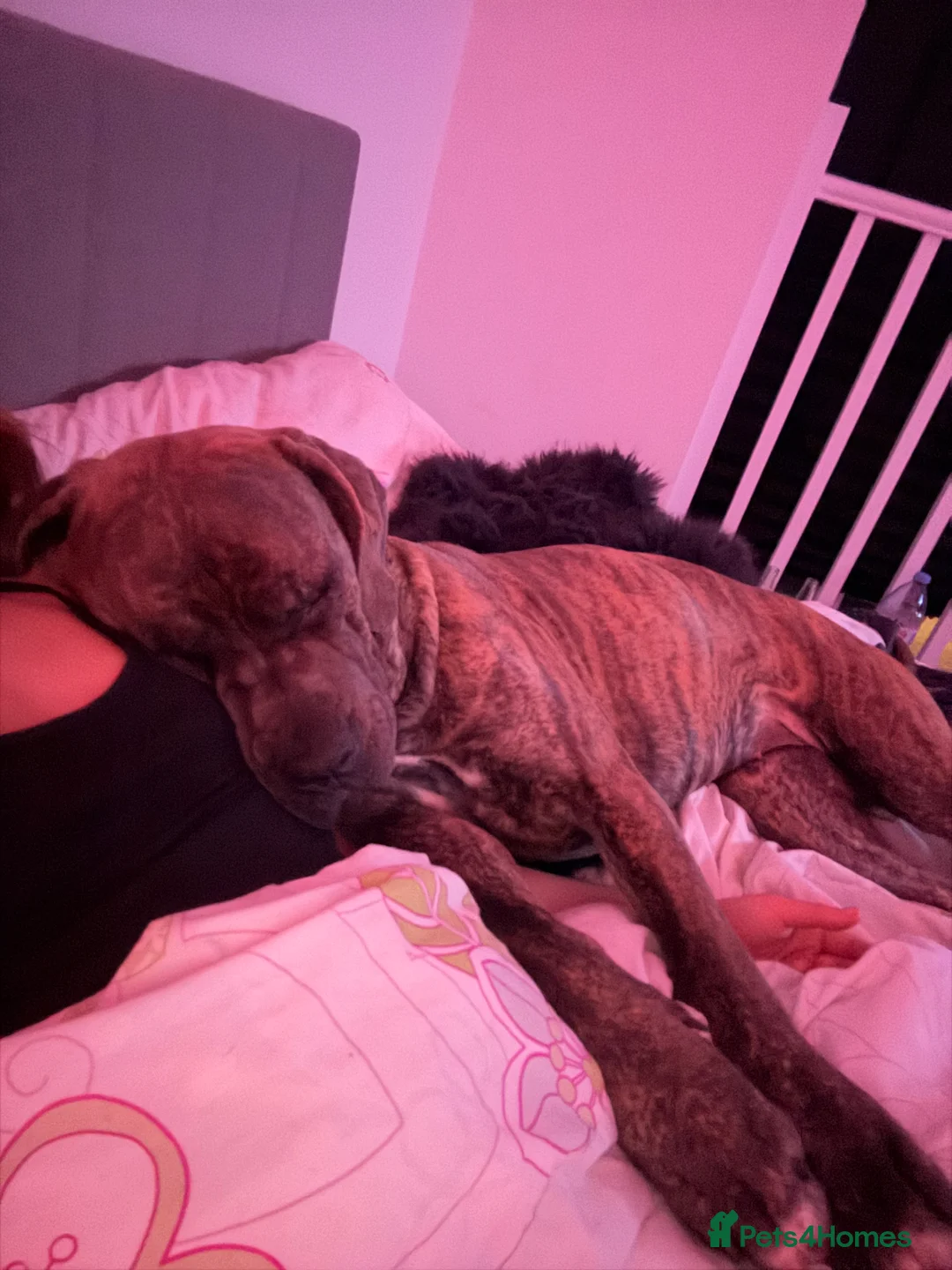 Cane Corso dogs for sale: cane corso  in Herne Bay - Advert 3