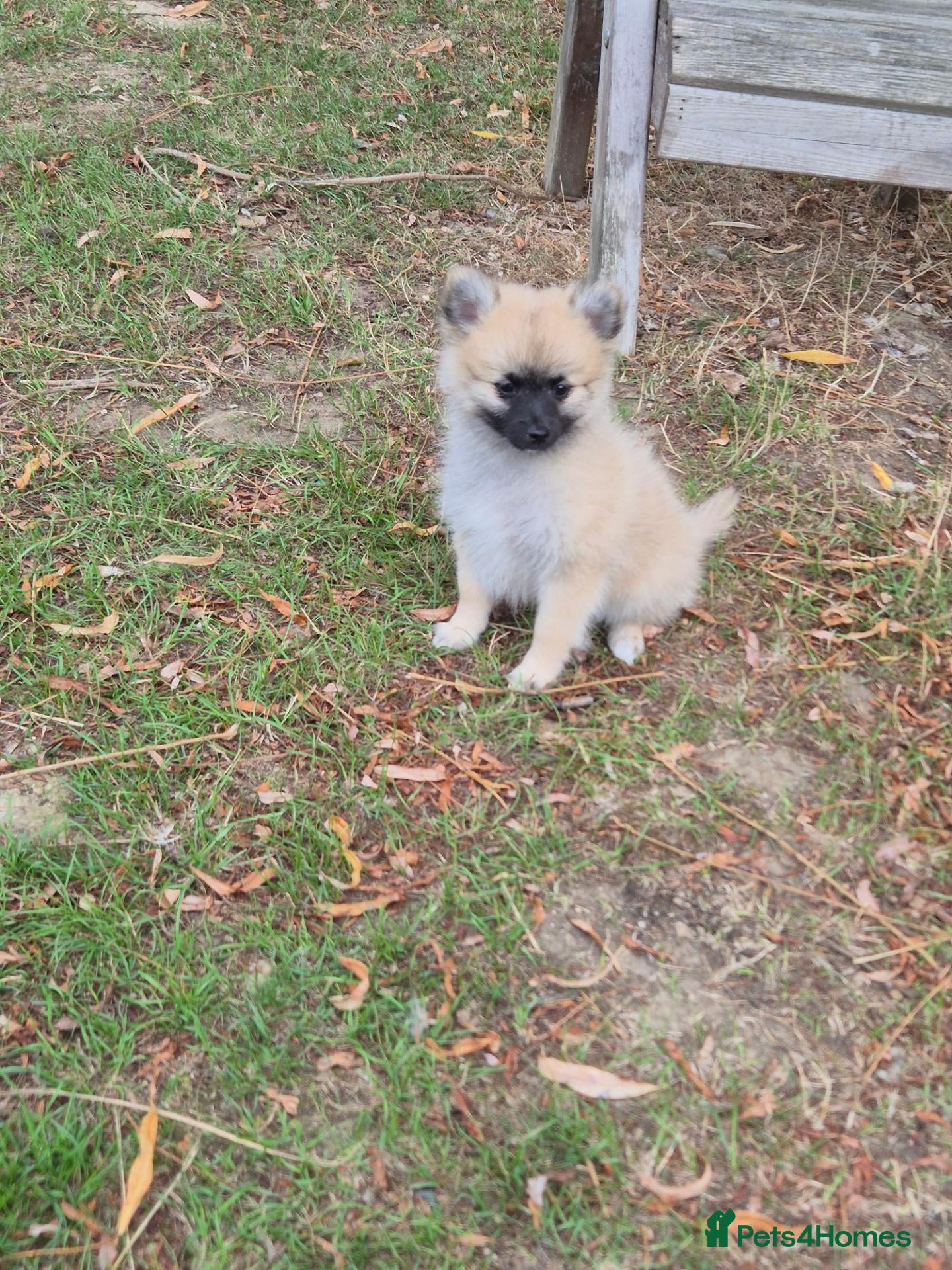 Pomchi dogs 3/4 Pomeranian (Pomchi's) - Advert 1