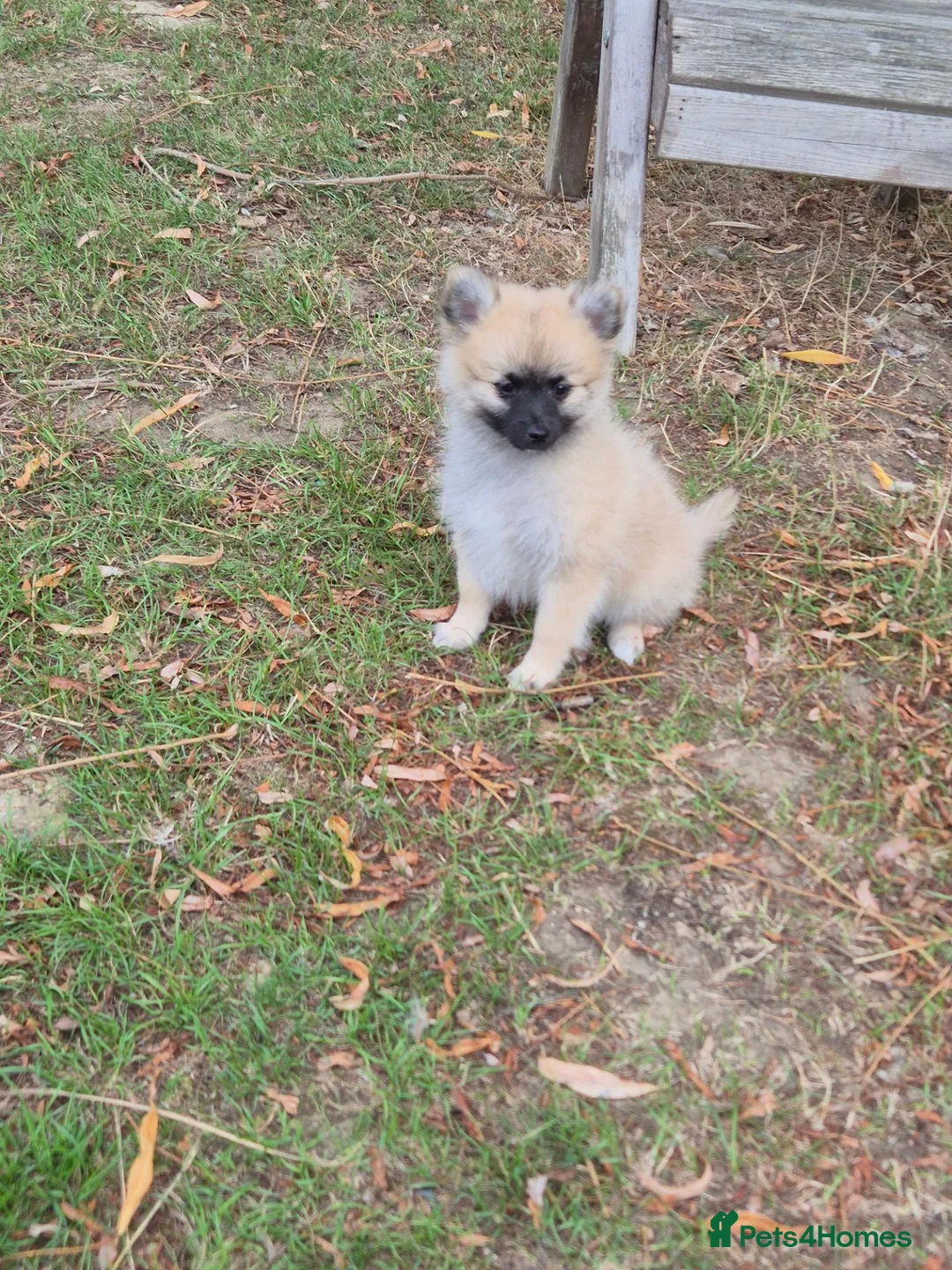 Pomchi dogs for sale: 3/4 Pomeranian (Pomchi's) - Advert 1