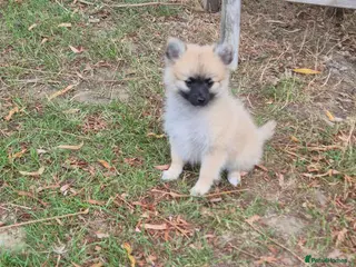 Pomchi dogs 3/4 Pomeranian (Pomchi's) - Advert 1
