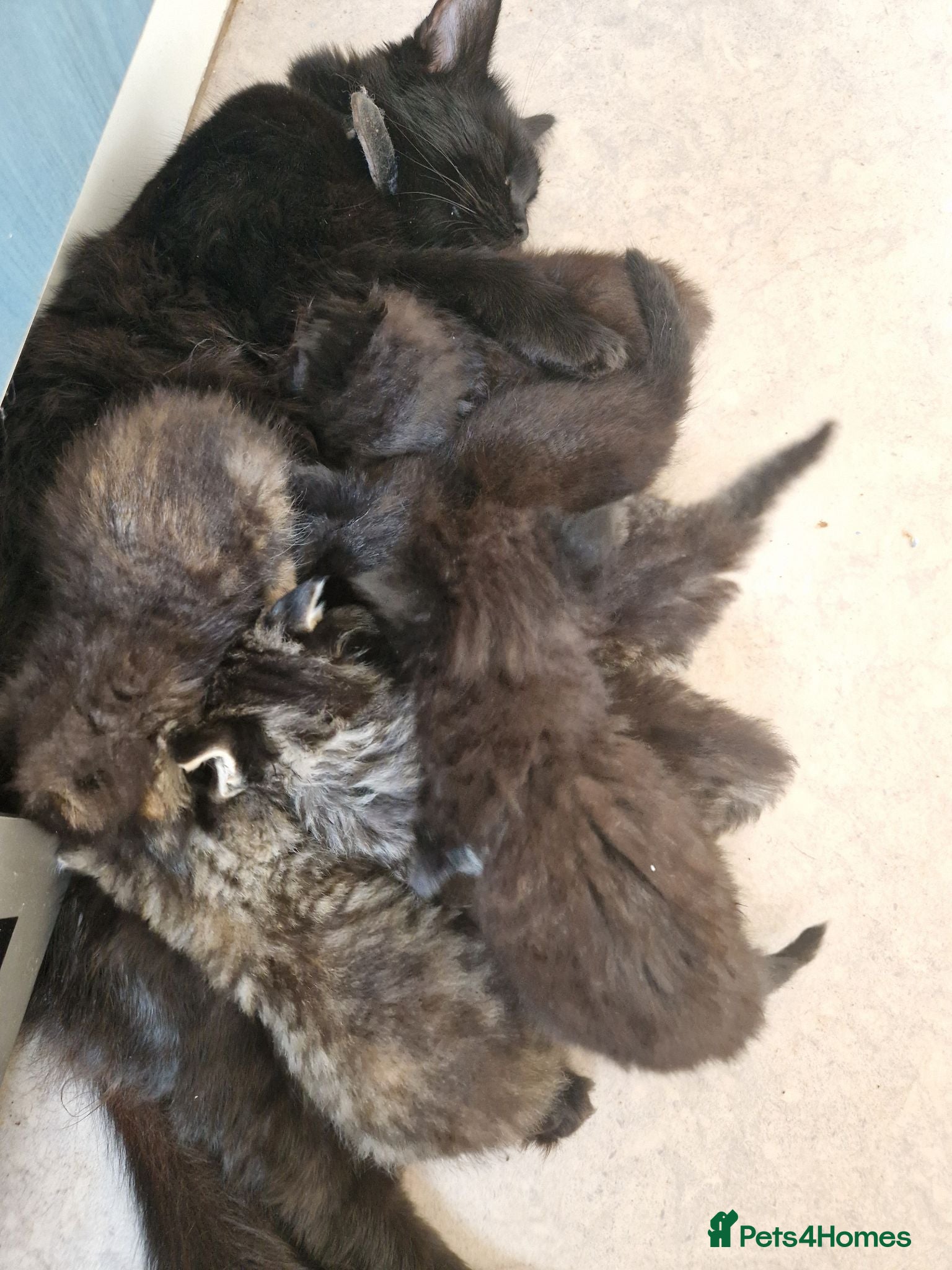 Mixed Breed cats Rag Doll x Main Coon had mixed kittens  - Advert 4