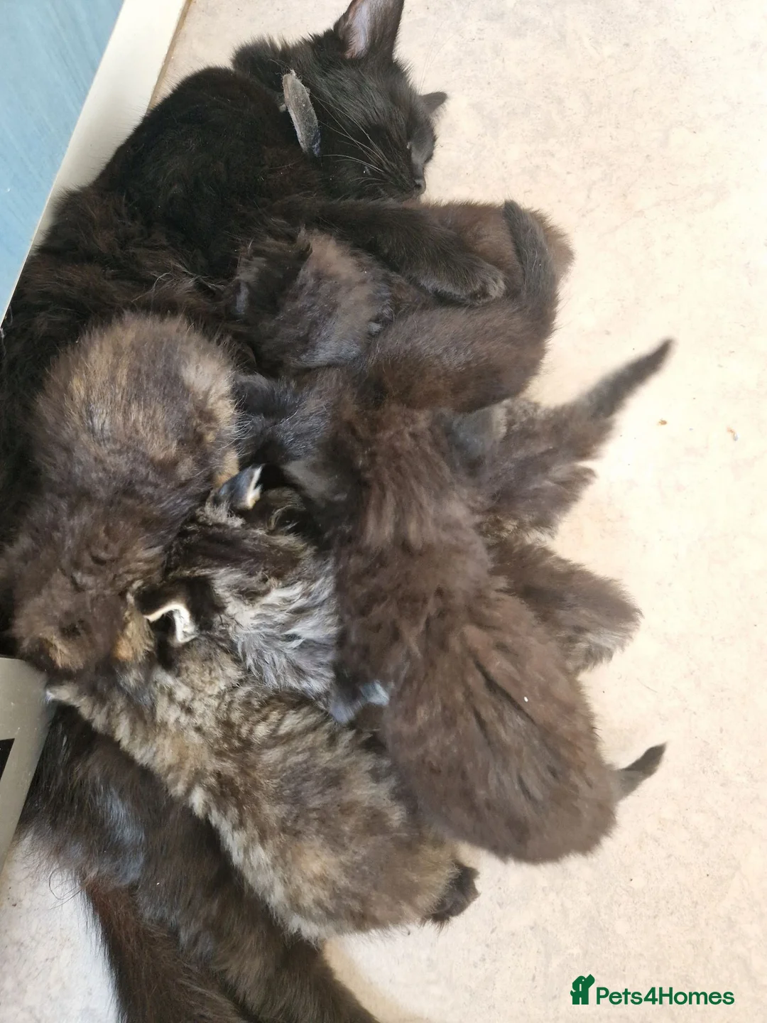 Mixed Breed cats for sale: Rag Doll x Main Coon had mixed kittens  - Advert 16