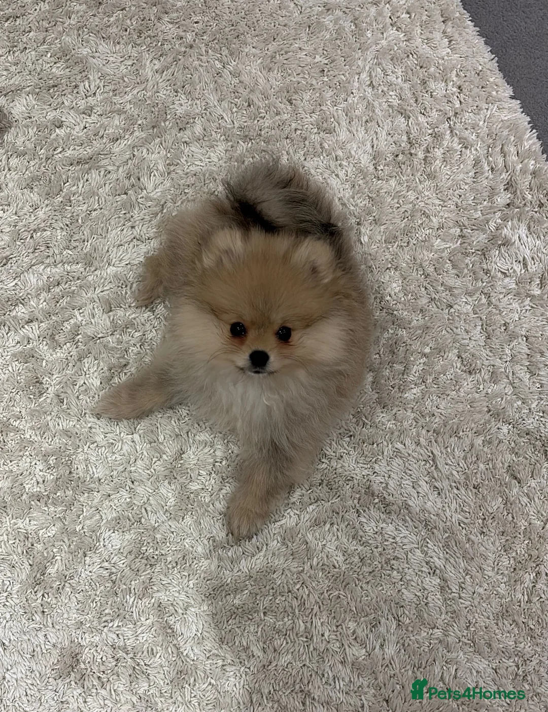 Pomeranian dogs for sale: Beautiful Pomeranian little Girl  - Advert 2